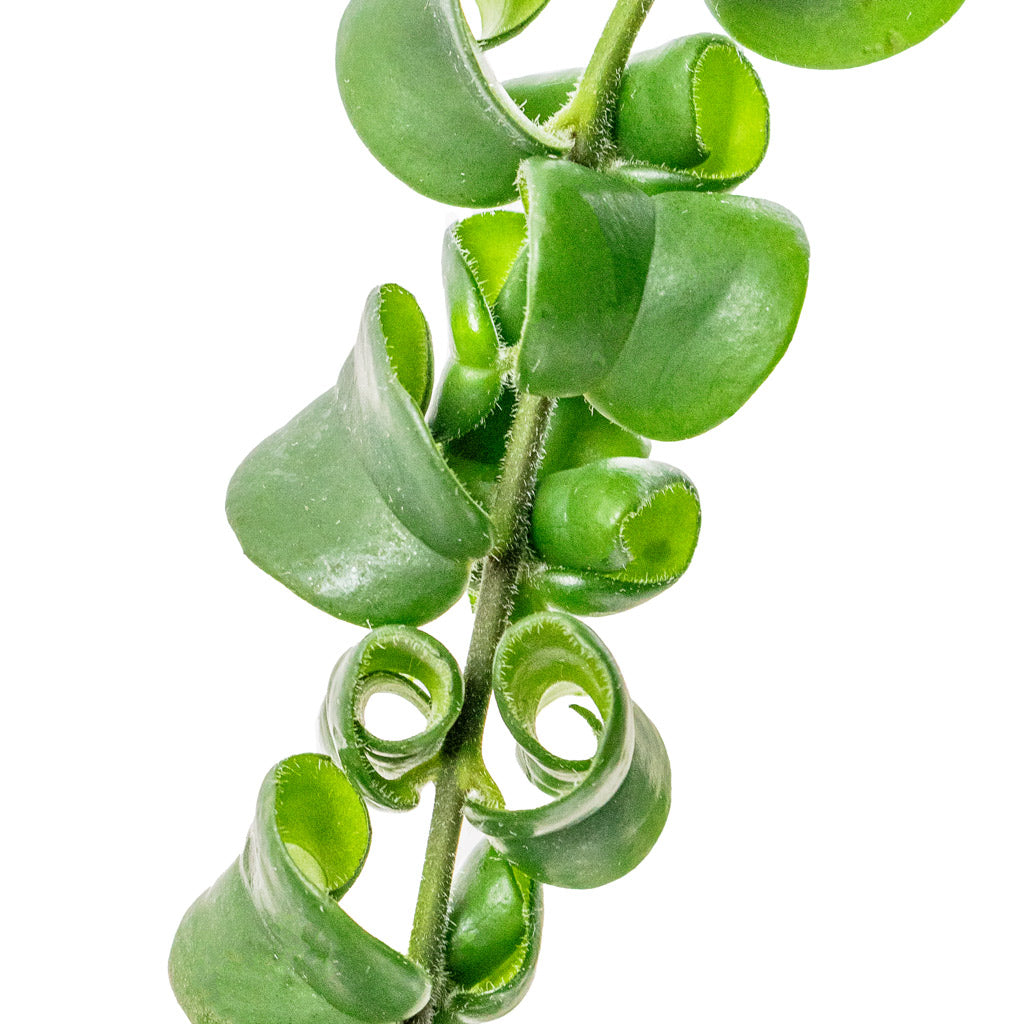 Aeschynanthus Rasta In Sahara Hanging Pot Slate 