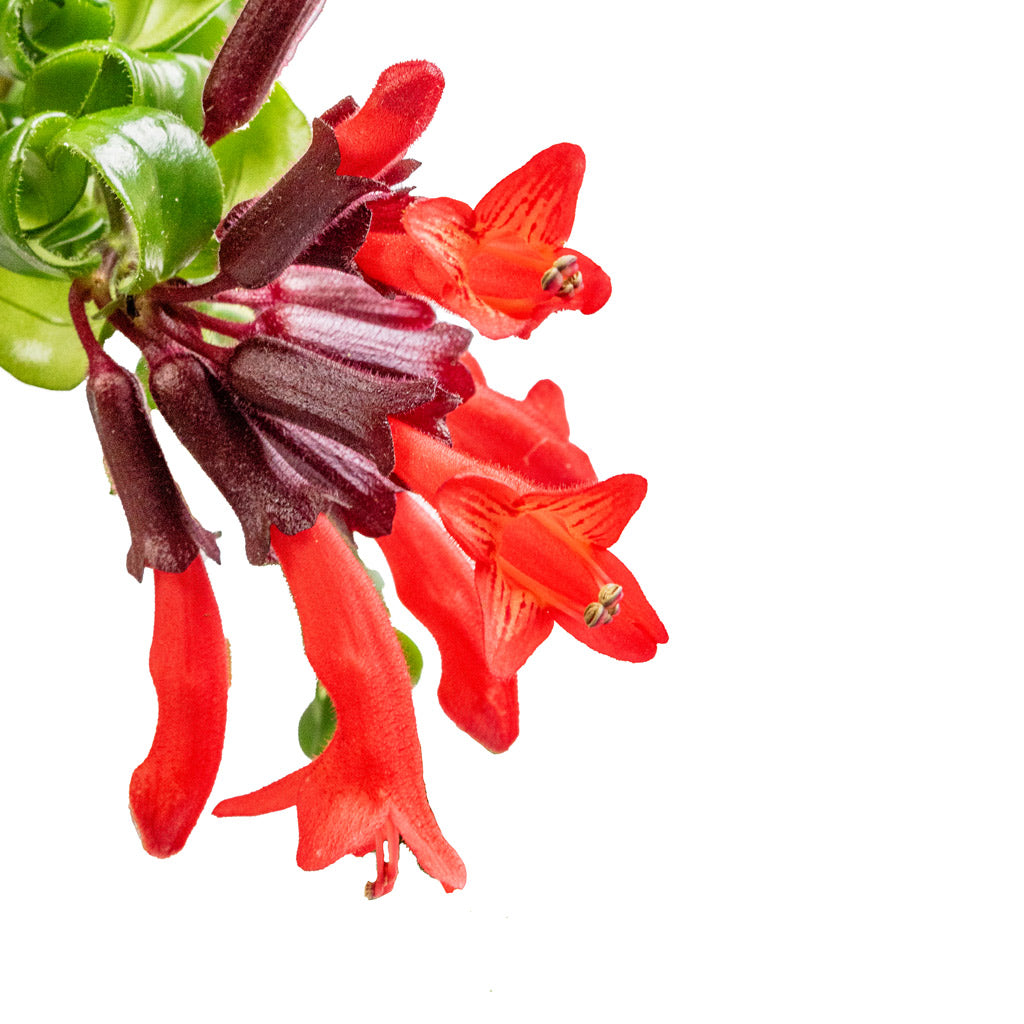 Aeschynanthus Rasta - Lipstick Plant