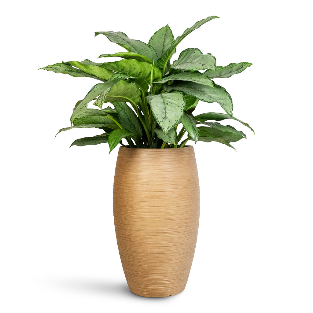 Dune Emperor Planter Almond - 53x88cm