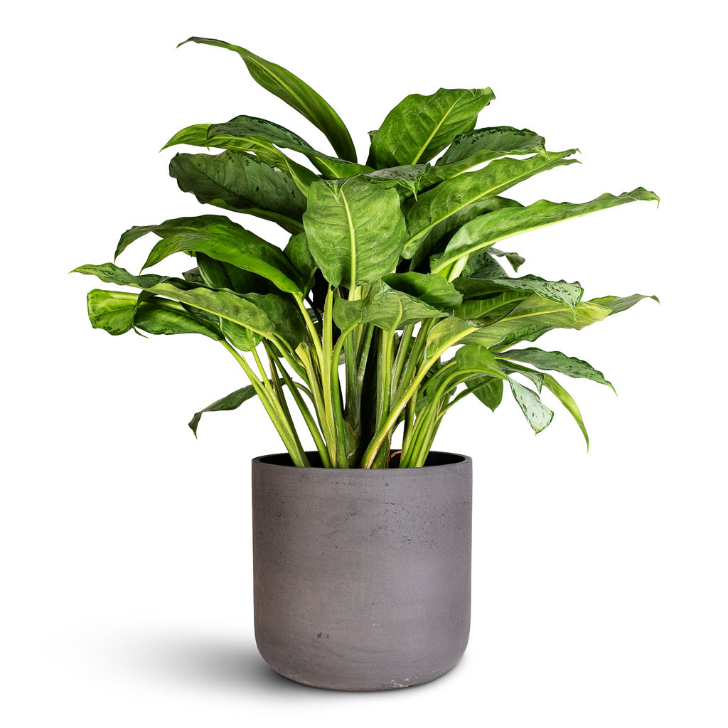 Aglaonema B.J.Freedman 24x80cm Charlie Pot Black Washed 32x31cm