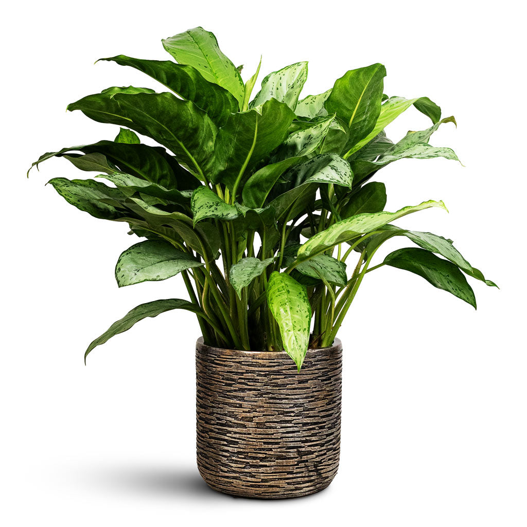 Aglaonema BJ Freedman 24x80cm Luxe Lite Wrinkle Cylinder Planter Bronze 28x27cm