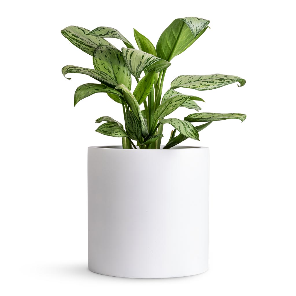Aglaonema Christina - Chinese Evergreen &amp; Puk Planter - Matt White