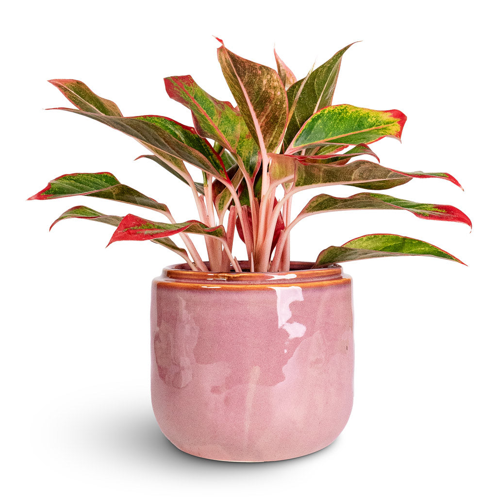 Aglaonema Crete In Mabel Pot Cherry