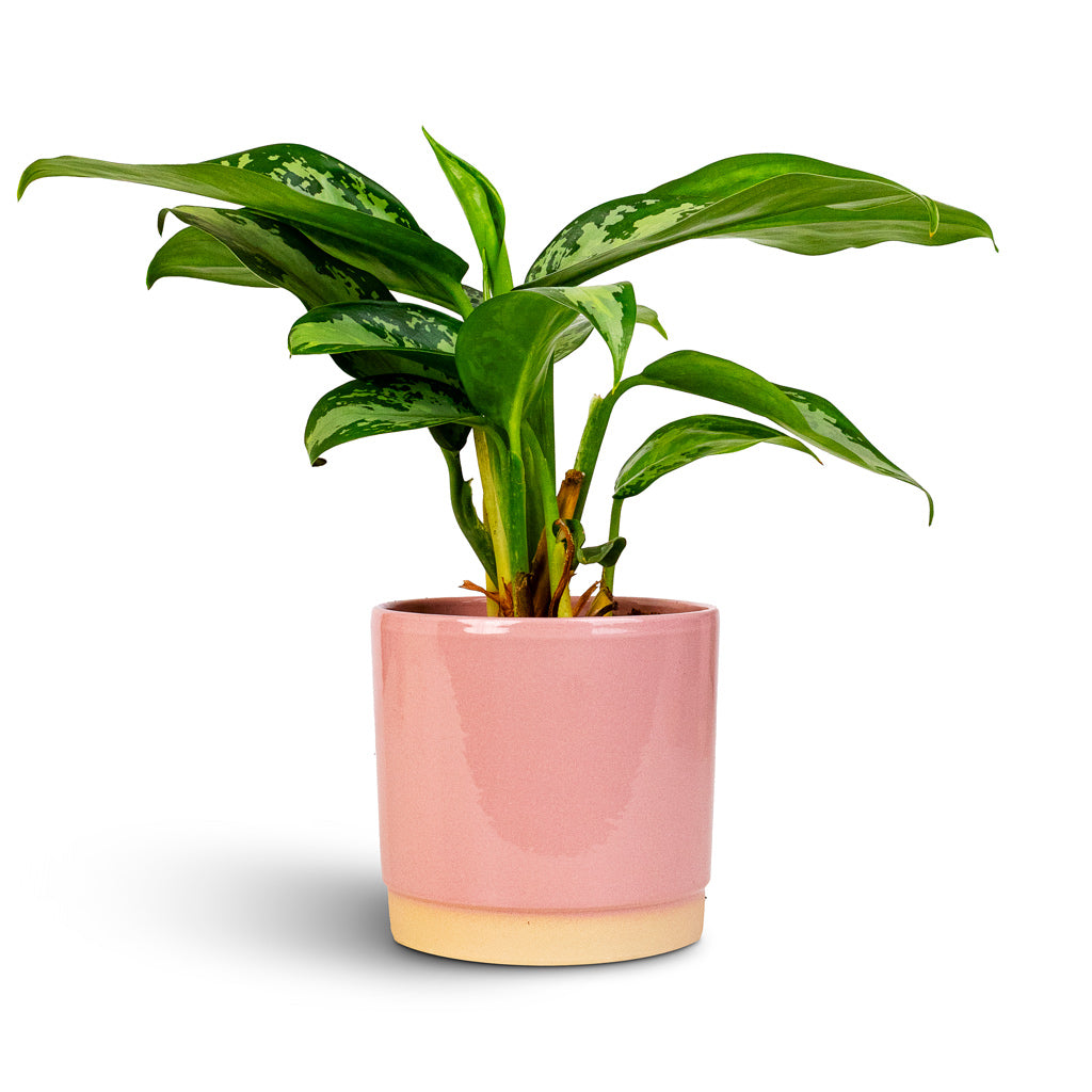 Aglaonema Diamond Bay 12x30cm Saske Pot Pastel Rose 13x13cm