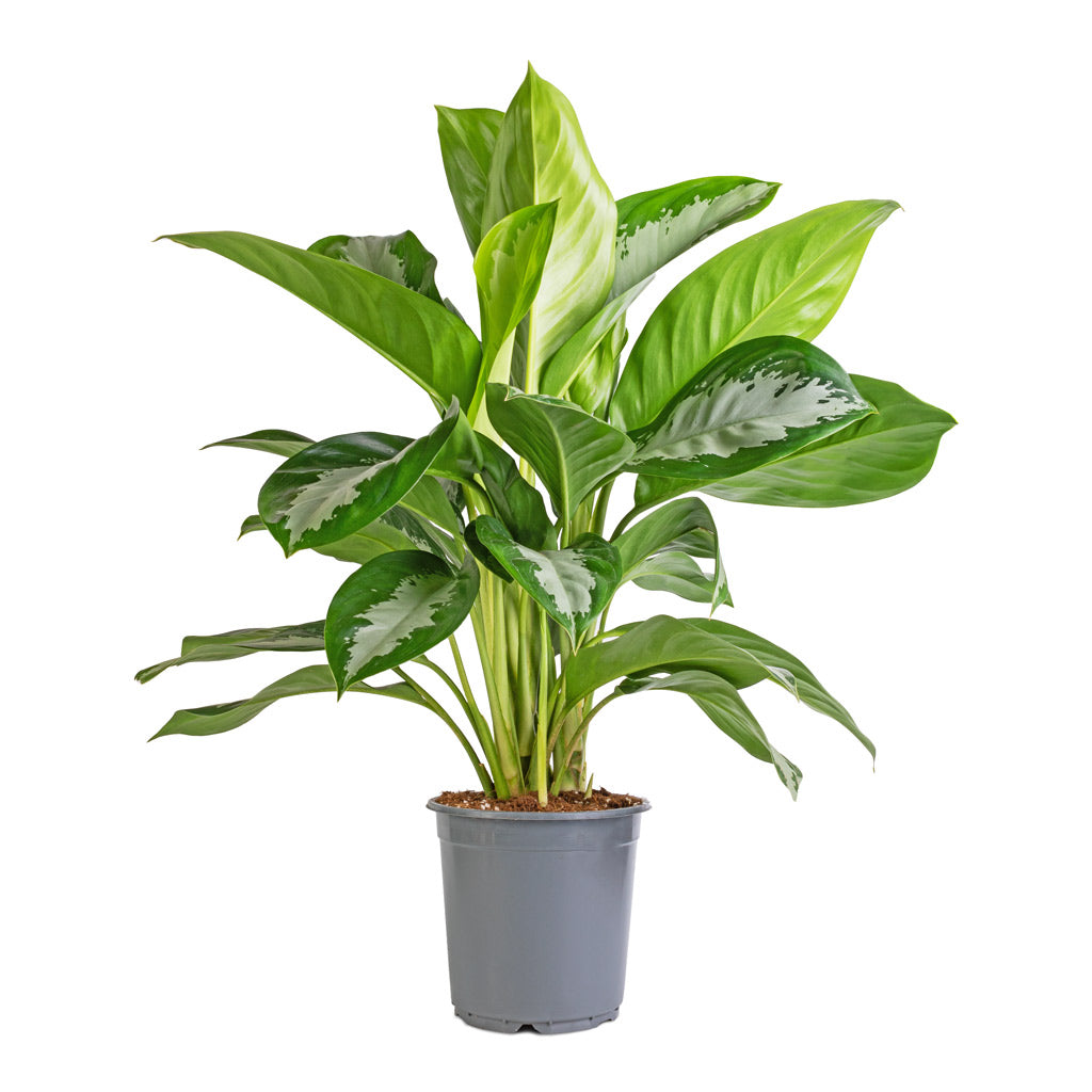 Aglaonema Diamond Bay - Chinese Evergreen - 21 x 50cm