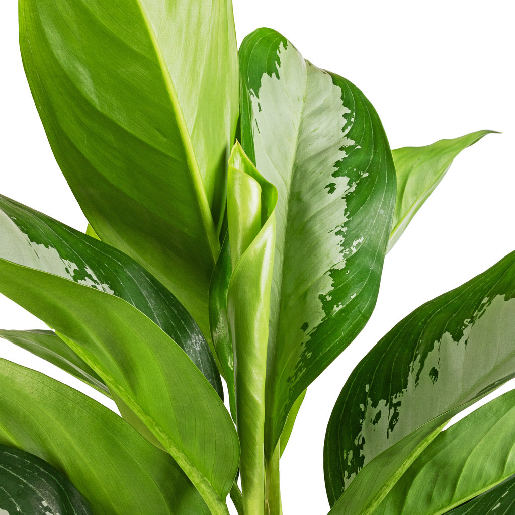 Aglaonema Diamond Bay - Chinese Evergreen & Charlie Plant Pot - Black Washed