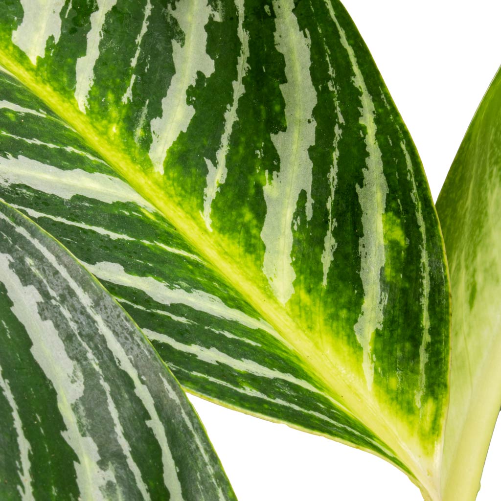 Aglaonema Key Lime - Chinese Evergreen & Norell Plant Pot - Black