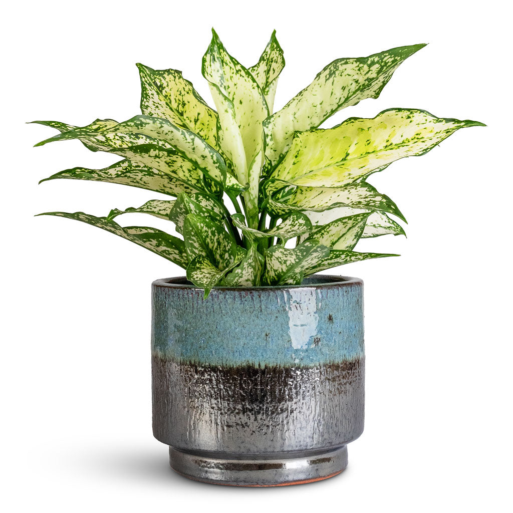 Aglaonema Kiwi 12x30cm Vita Pot Lead Drip 15x13cm