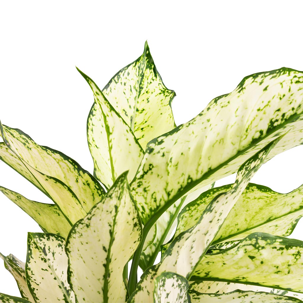Aglaonema Kiwi - 19x45cm In Rustic Pot Moss Green - 25x23cm