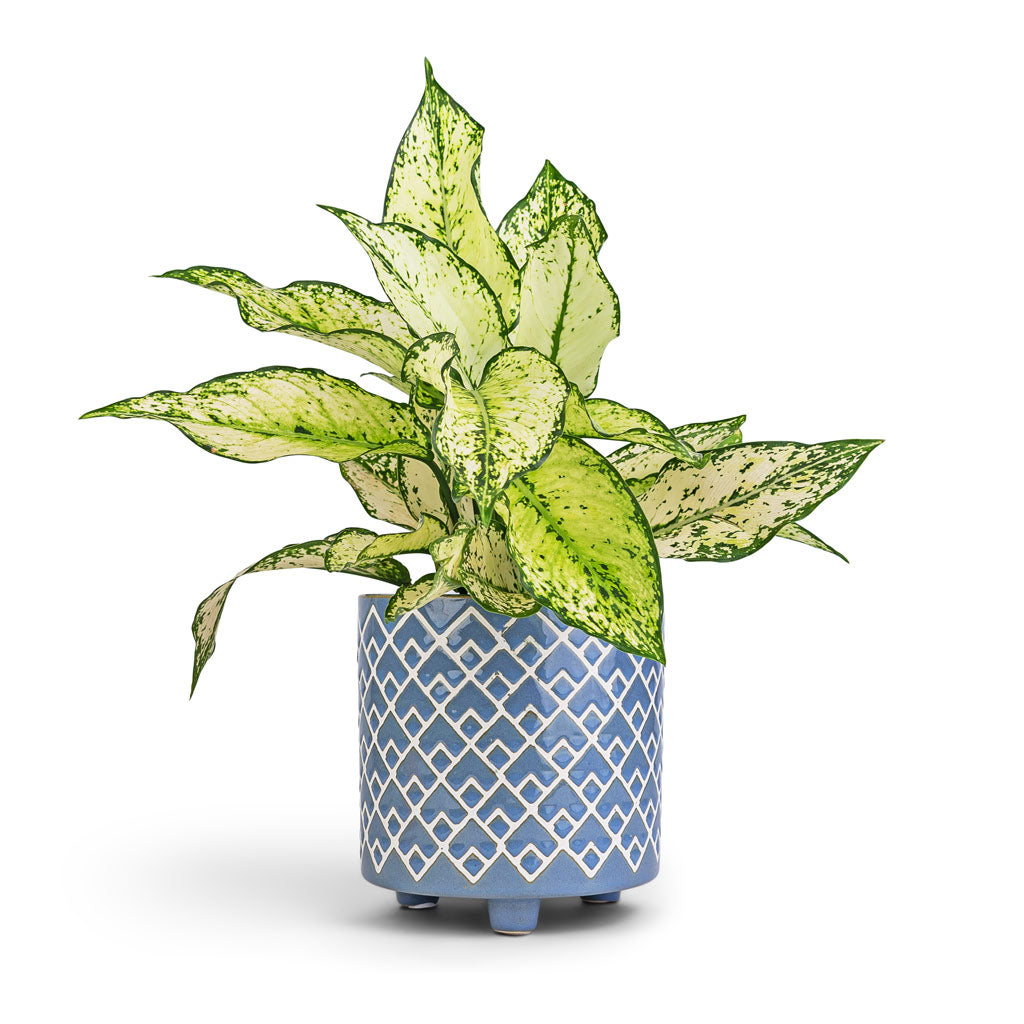 Aglaonema Kiwi - Chinese Evergreen & Bilbao Plant Pot - Heritage Blue