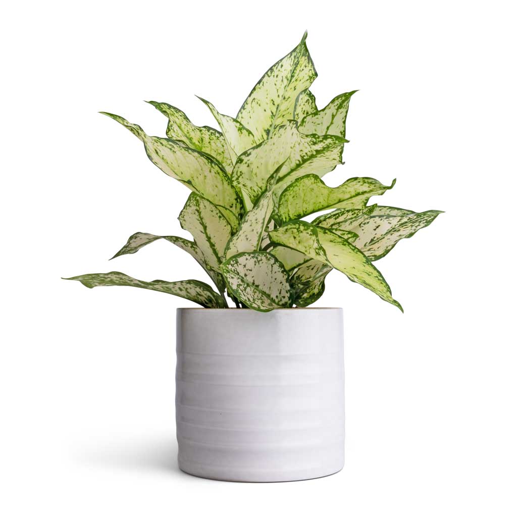 Aglaonema Kiwi Chinese Evergreen 12x30cm House plant in Hadleigh Plant Pot White 14x13cm