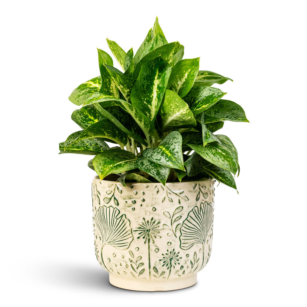 Aglaonema Lemon Mint 12x40cm house plant In Emilia Pot Green 17x14cm