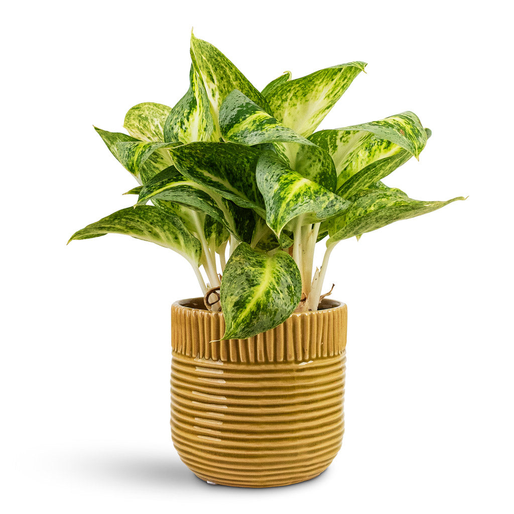 Aglaonema Lemon Mint House Plant In Nona Pot Mustard 