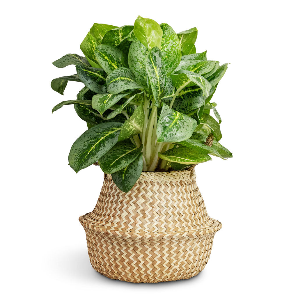 Aglaonema Lemon Mint - Chinese Evergreen & Seagrass Chevron Basket - White Lined