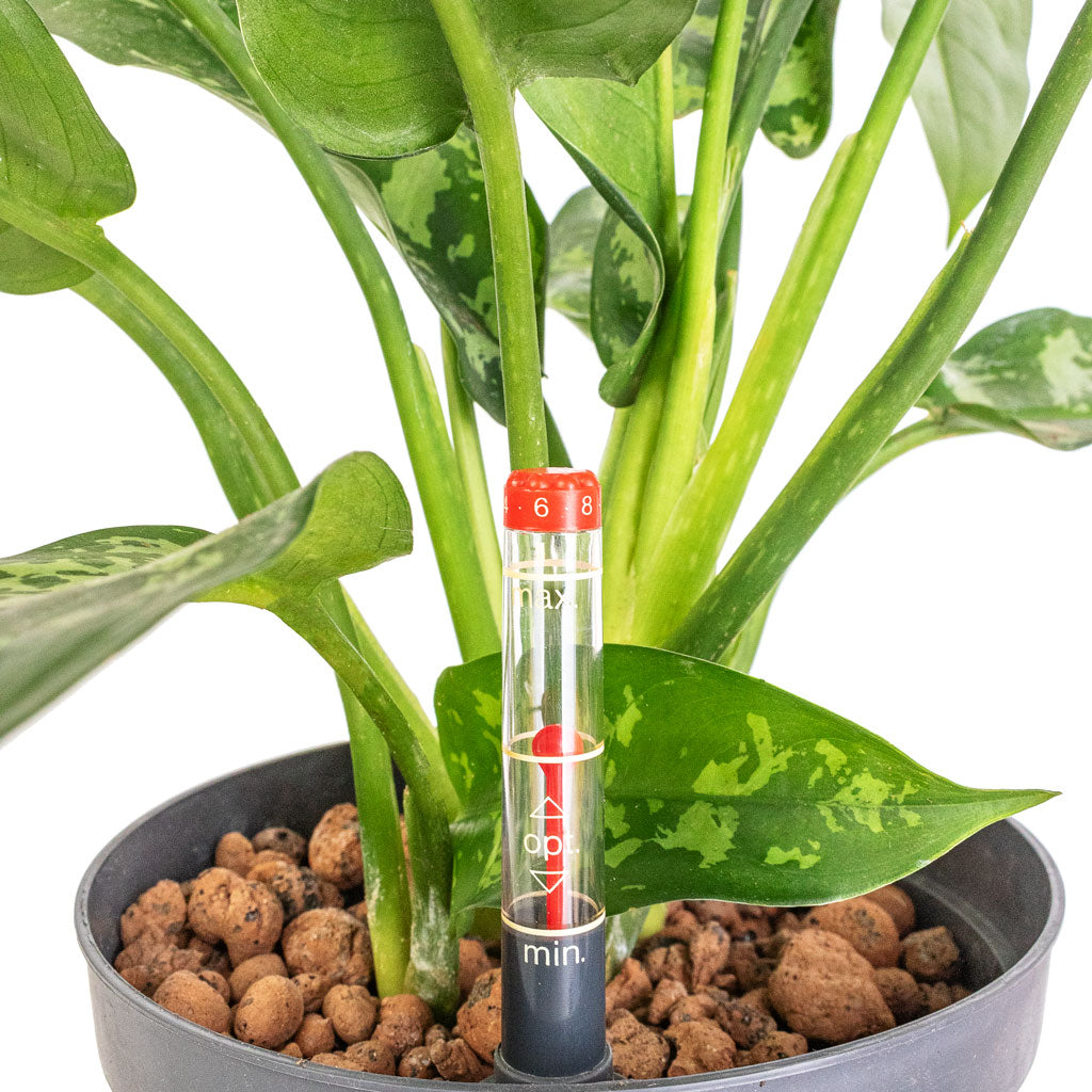 Aglaonema Maria - Chinese Evergreen - Hydroculture - 15/19 x 30cm