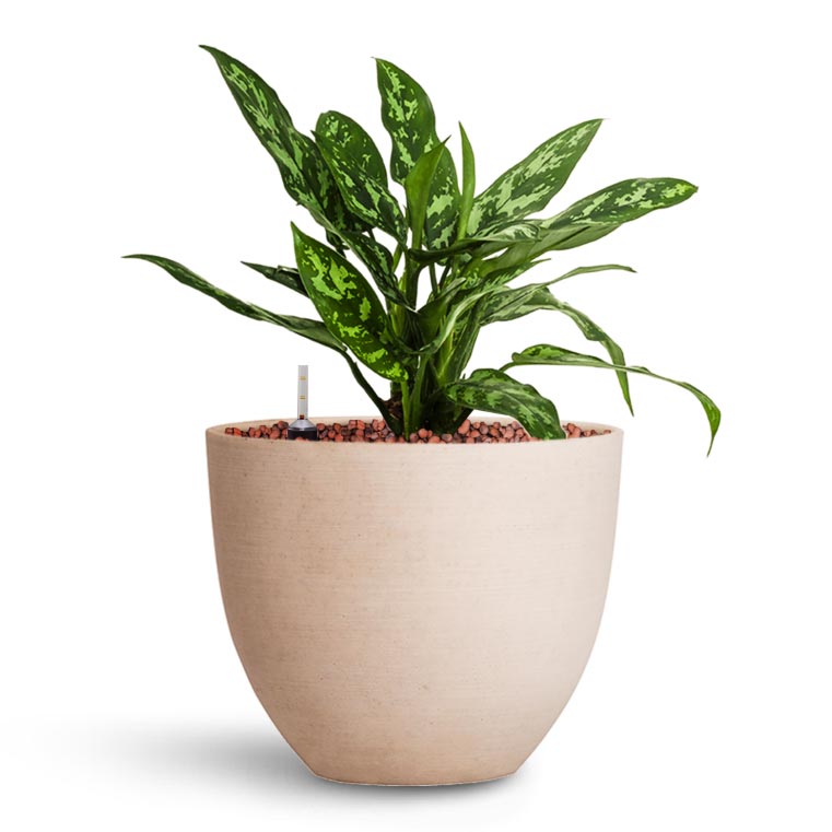 Aglaonema Maria - Chinese Evergreen - HydroCare & Coral Refined Planter - Natural White