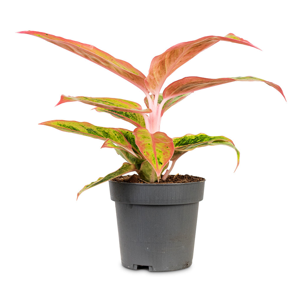 Aglaonema Salmon Fantasy 12x30cm House Plant In Cas Pot Anthracite 15x13cm