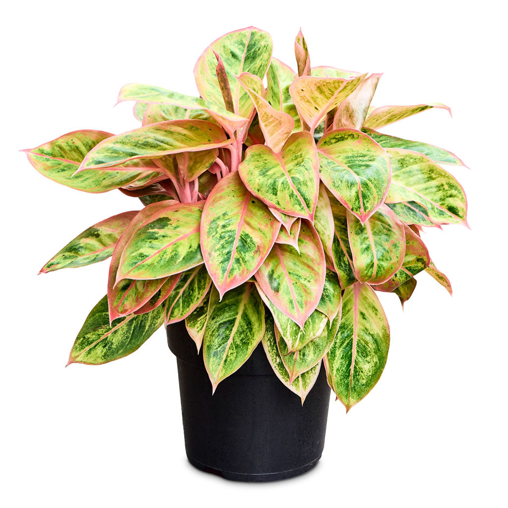 Aglaonema Salmon Fantasy 19x40cm house plant 