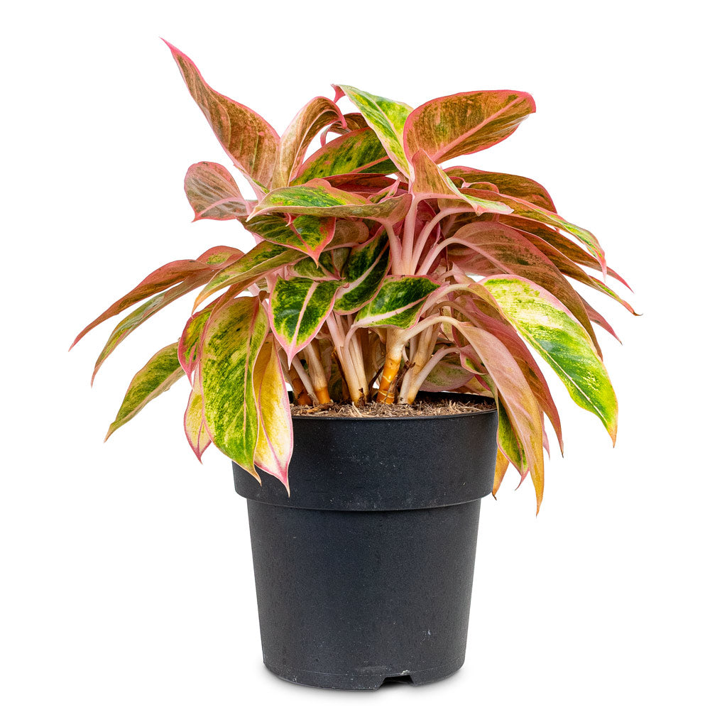 Aglaonema Salmon Fantasy 19x40cm