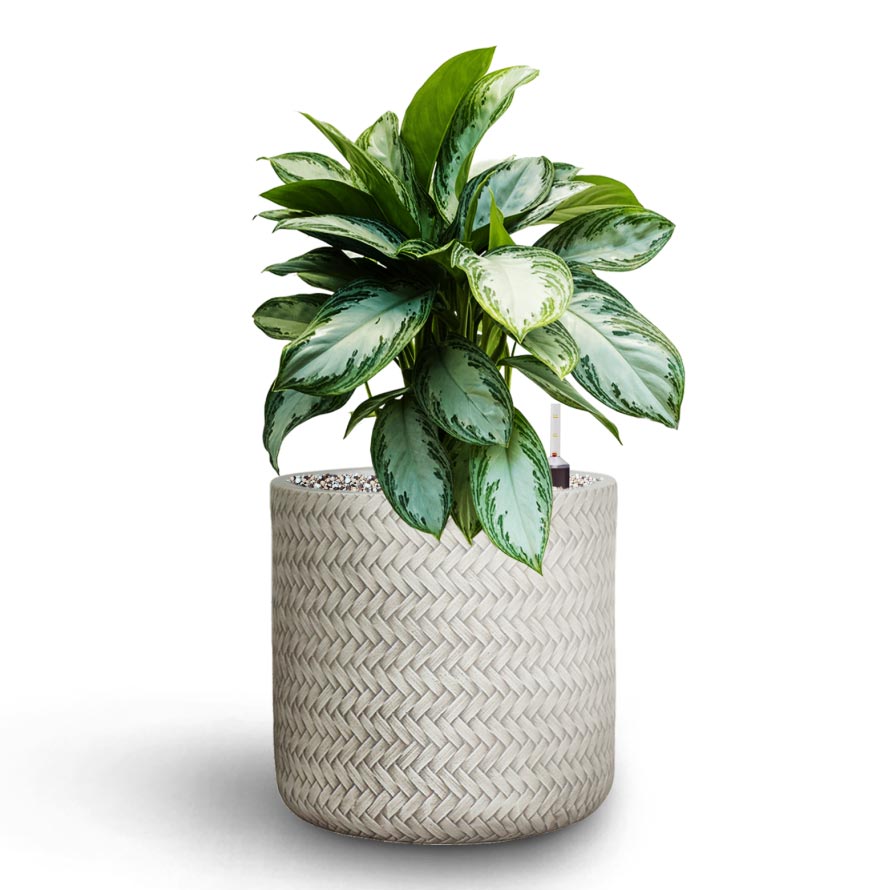 Aglaonema Silver Bay - Chinese Evergreen - HydroCare