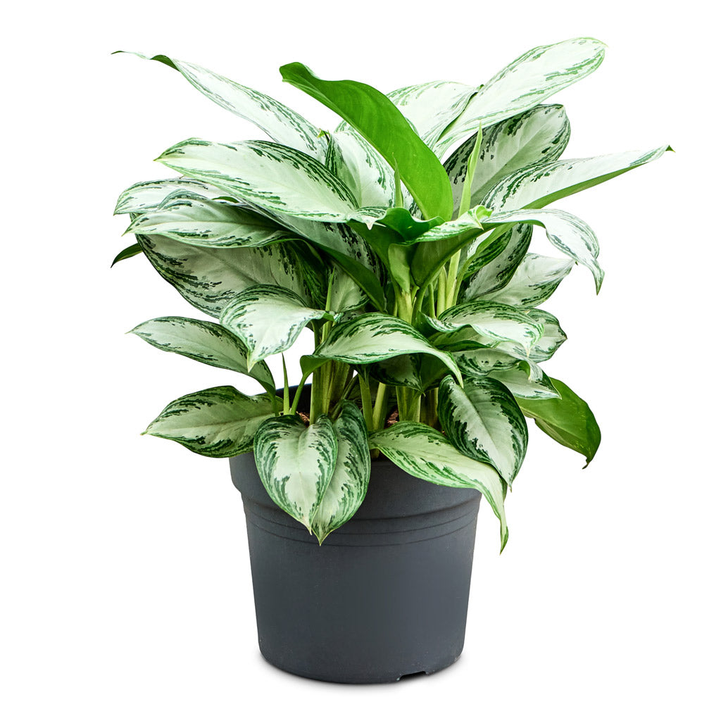 Aglaonema Silver Bay 34x60cm house plant 