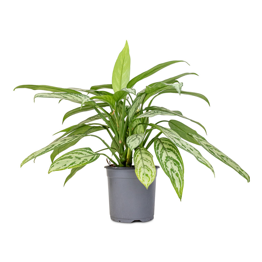 Aglaonema Silver Queen - Chinese Evergreen - 17 x 60cm