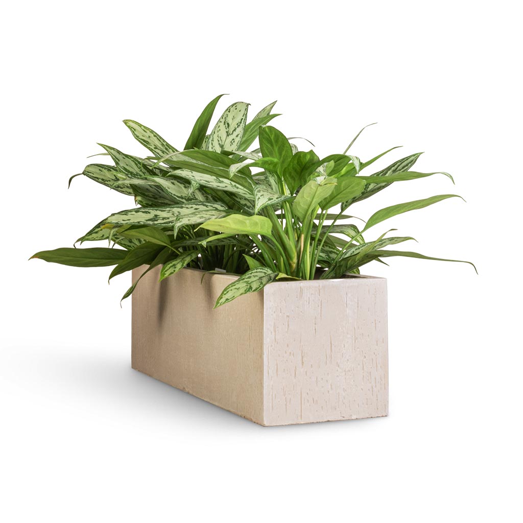 Aglaonema Silver Queen - Chinese Evergreen & Raindrop Trough Planter - Stone