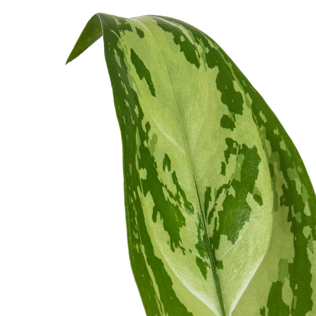 Aglaonema Silver Queen Chinese Evergreen with Ryan Plant Pot Sand Gold