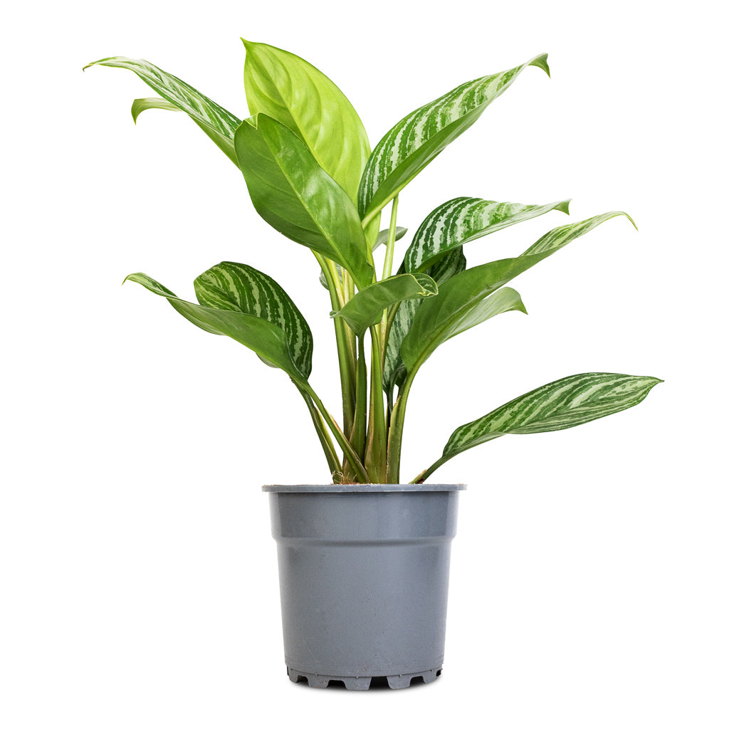 Aglaonema Stripes - Chinese Evergreen - 17 x 55cm