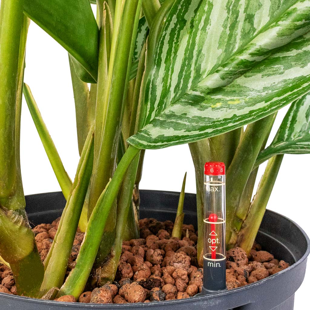 Aglaonema Stripes - Chinese Evergreen - HydroCare - 28/19 x 70cm