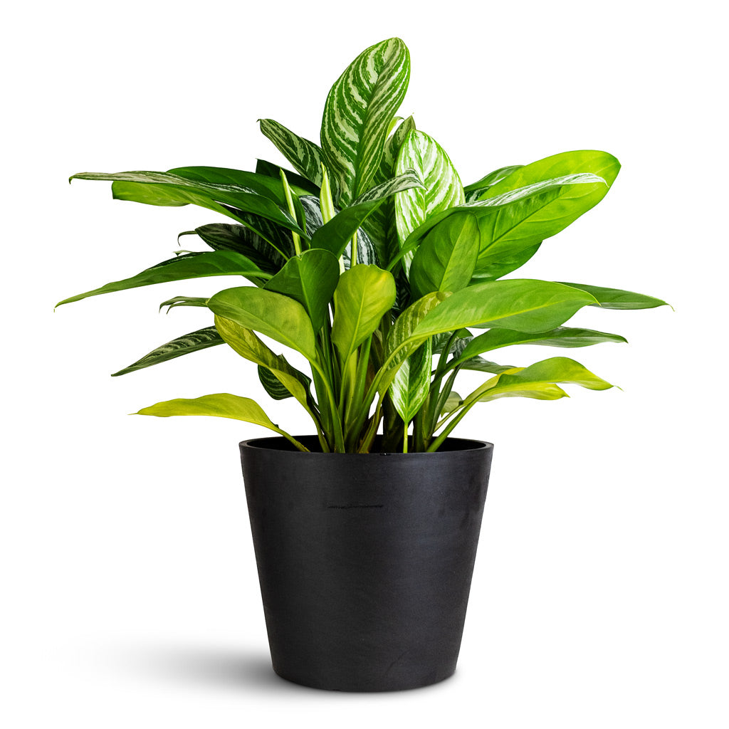Aglaonema Stripes Hydro 28x70cm Amsterdam Bucket Planter Slate 40x35cm