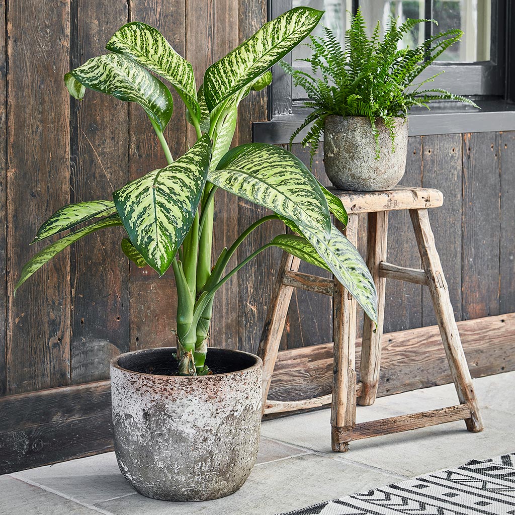Albero Plant Pot - Cement