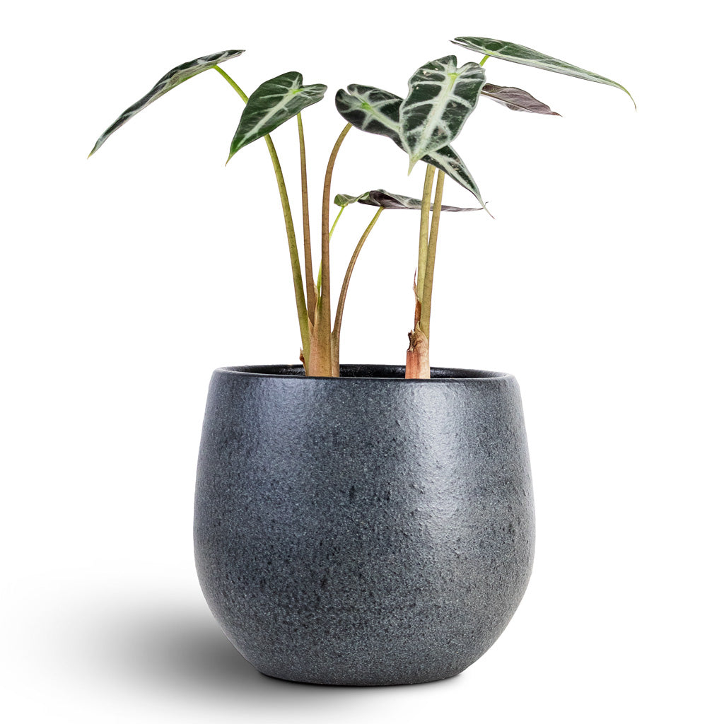 Alocasia Bambino Arrow House Plant In Esra Pot Graphite