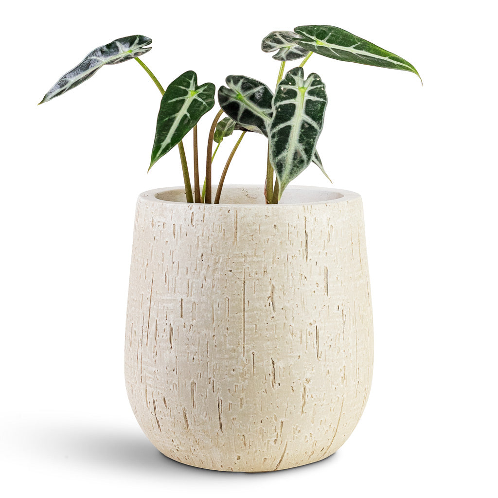 Alocasia Bambino Arrow House Plant inRaindrop Couple Balloon Planter Stone