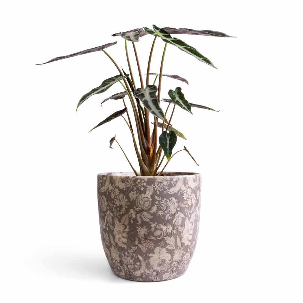 Monza Plant Pot - Vintage Grey