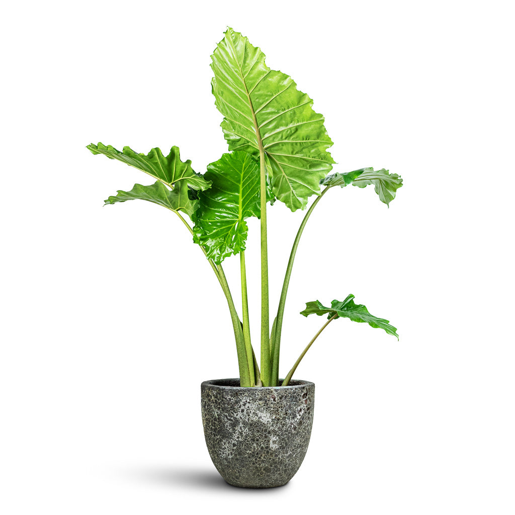 Alocasia-Portodora-32x160cm-Lava-Couple-Couple-Relic-Planter-Black-45x42cm