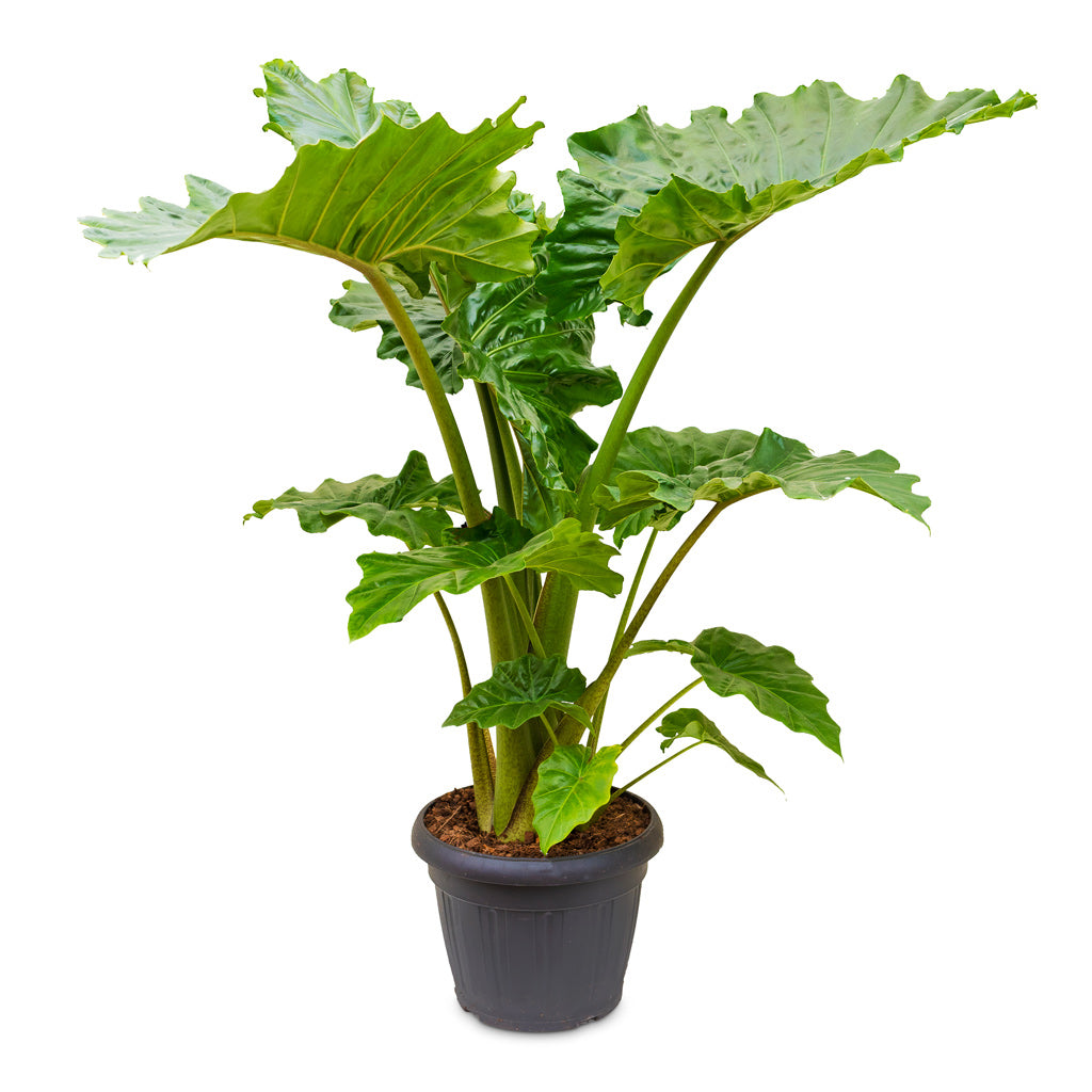 Alocasia 'Portodora' 35 x 120cm