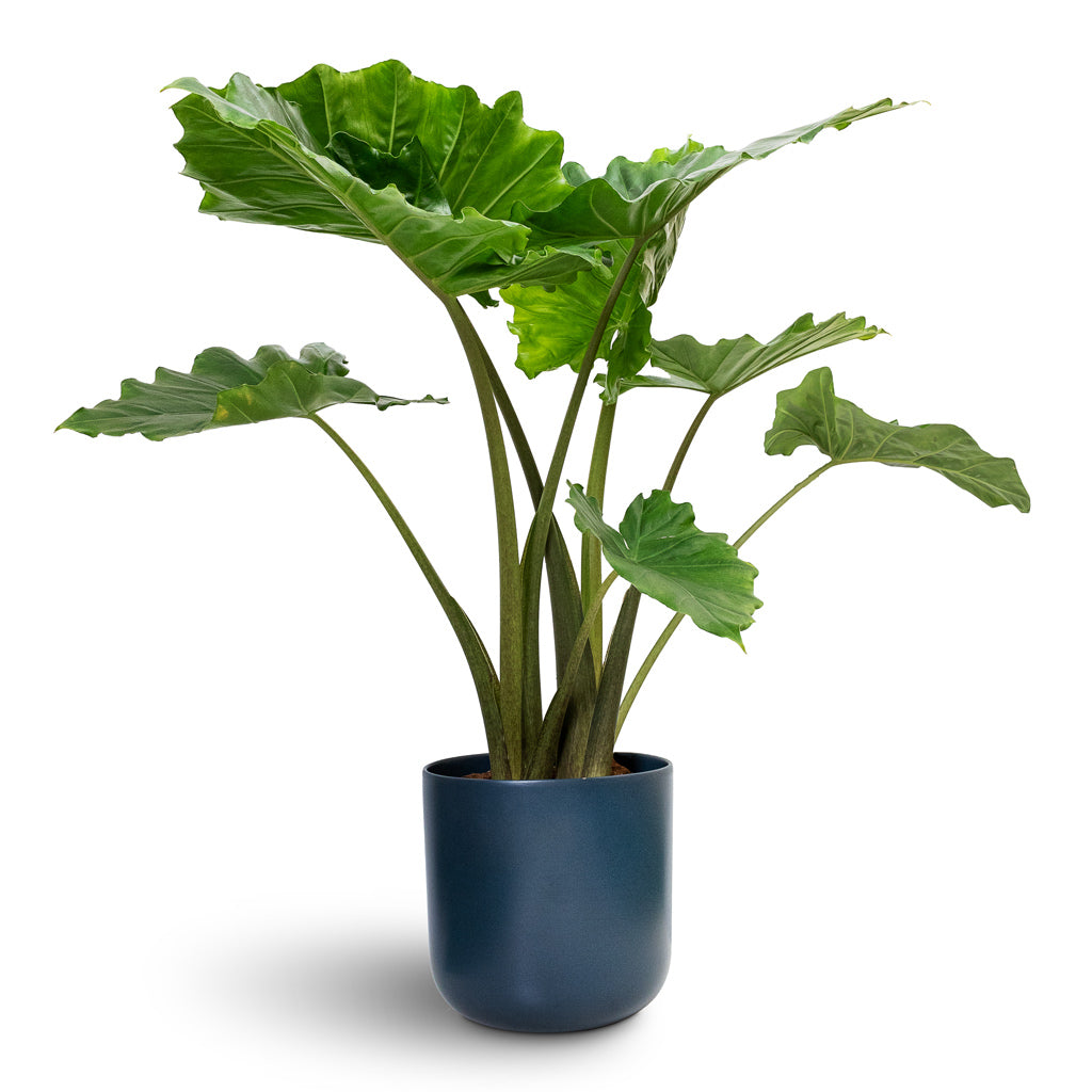 Alocasia Portodora Upright Elephant Ear & 24x90cm Lisbon Plant Pot Navy - 26x26cm