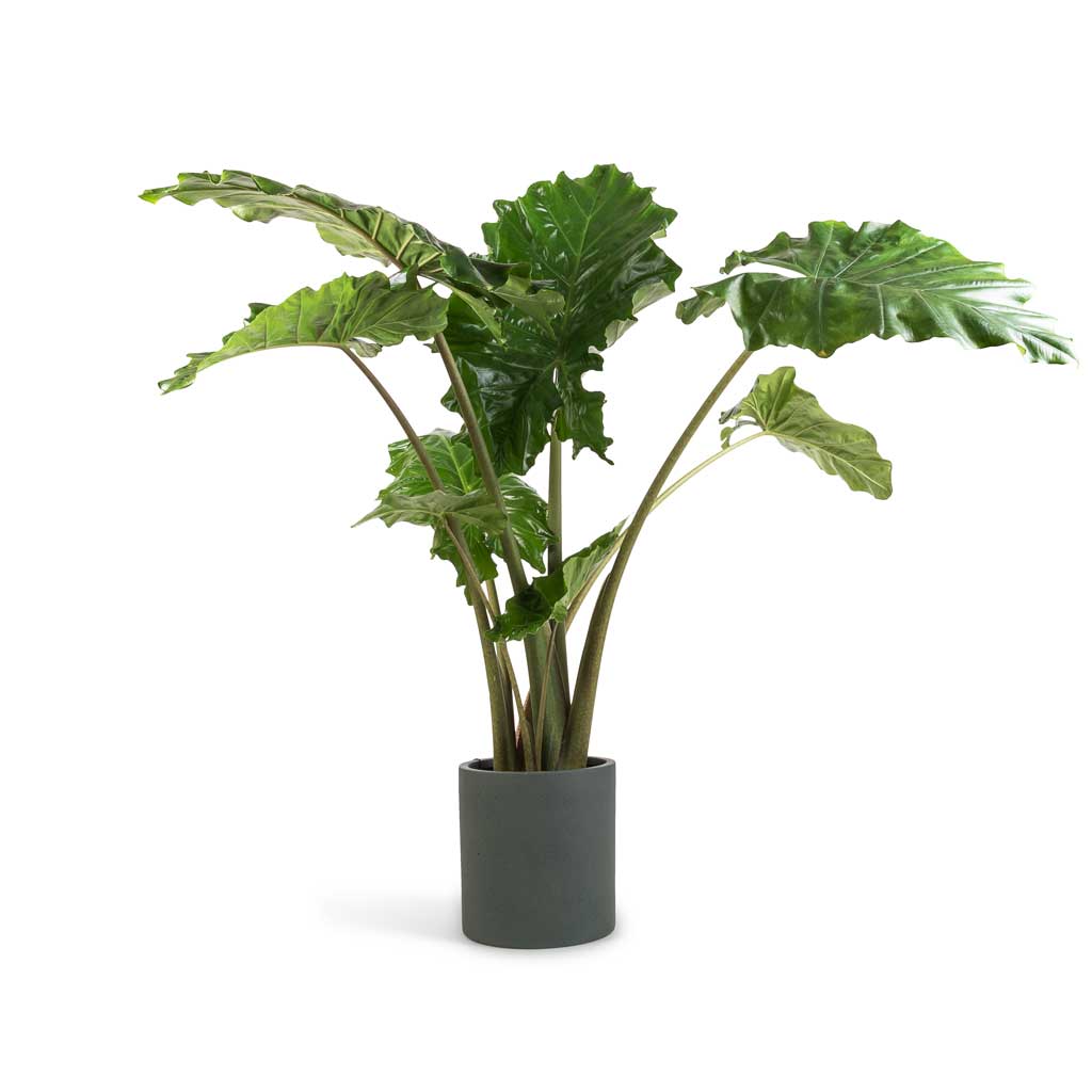 Alocasia Portodora - Upright Elephant Ear & Max Refined Planter - Pine Green