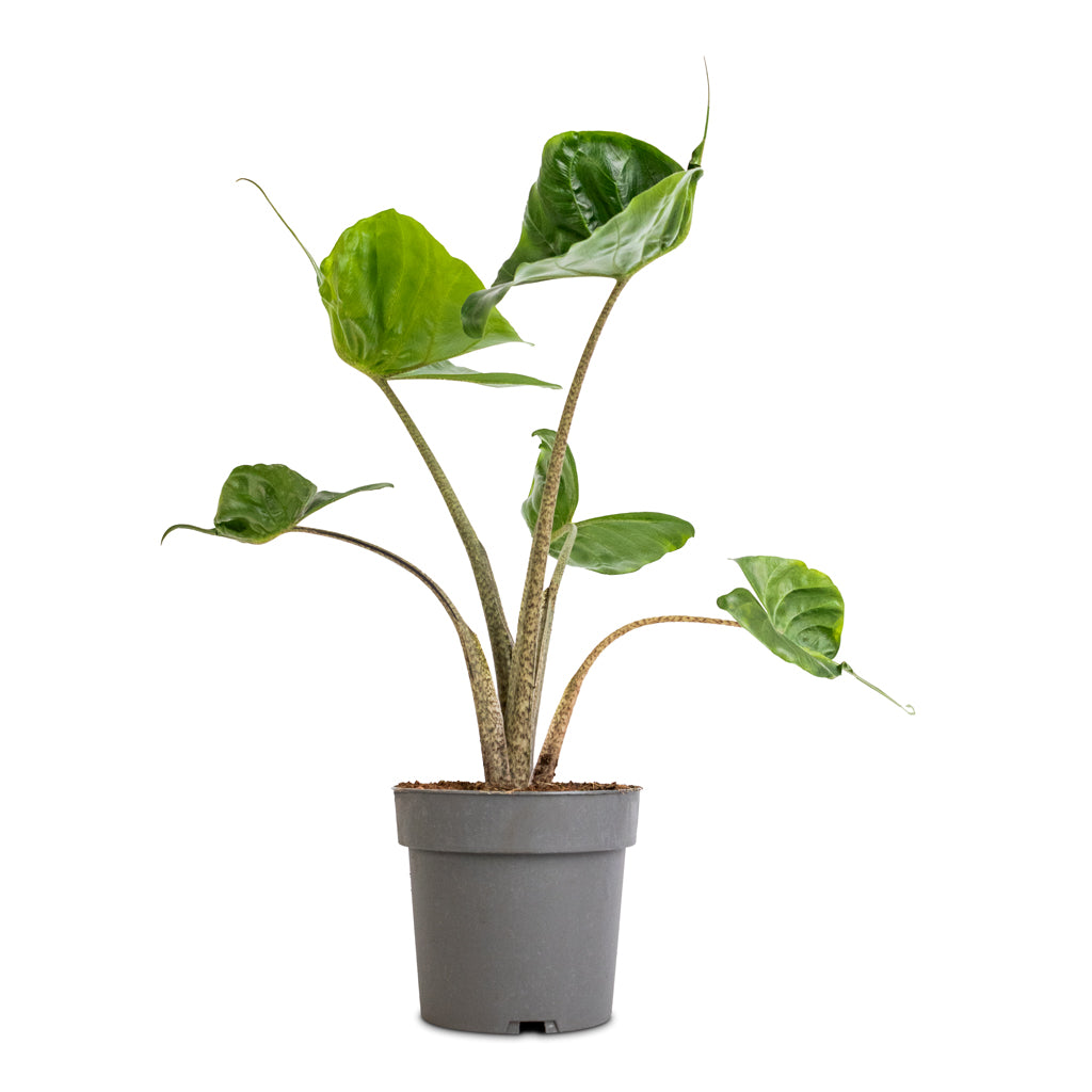 Alocasia Stingray - Elephant Ear - 13 x 40cm