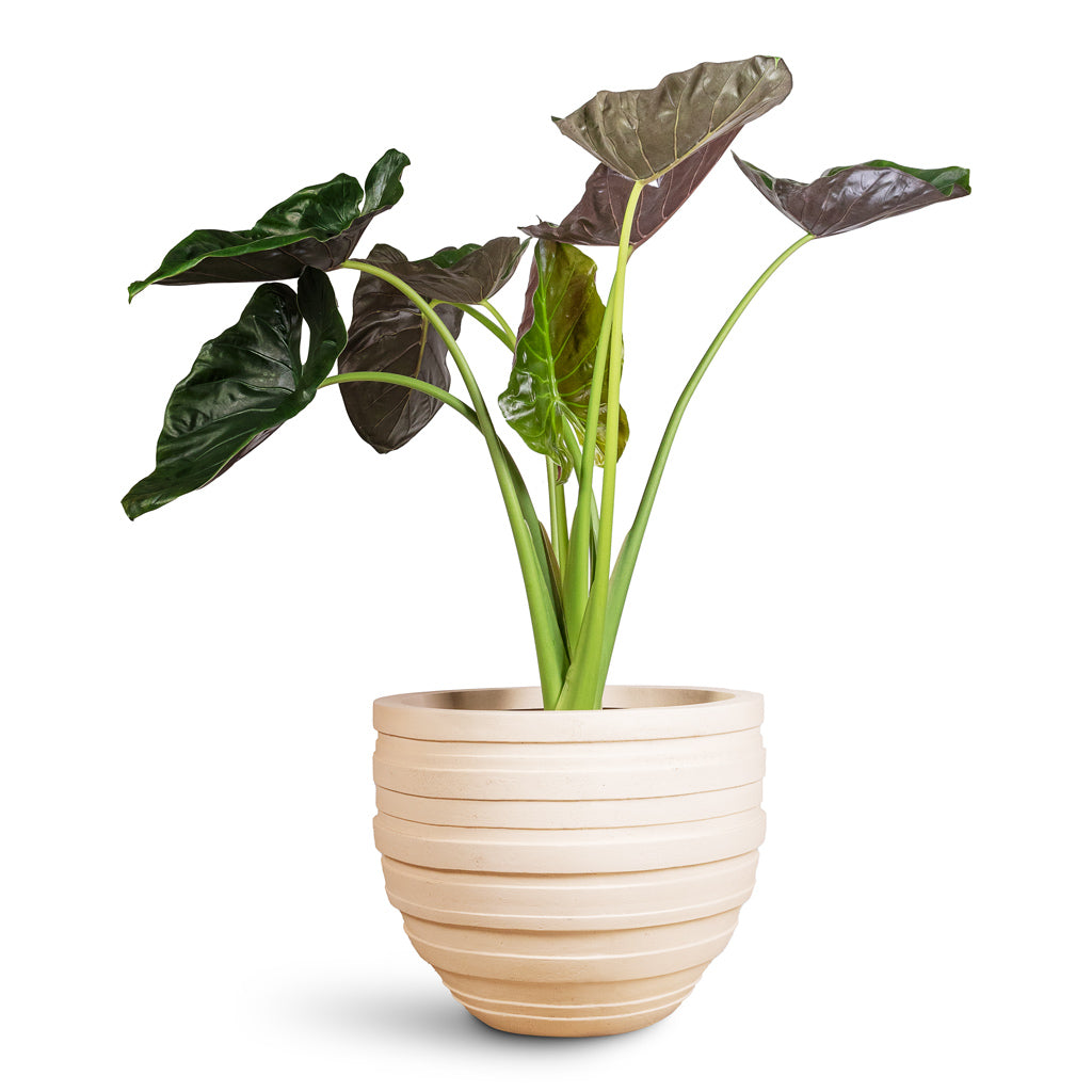 Polystone Coated Junar Planter Natural 70x56cm