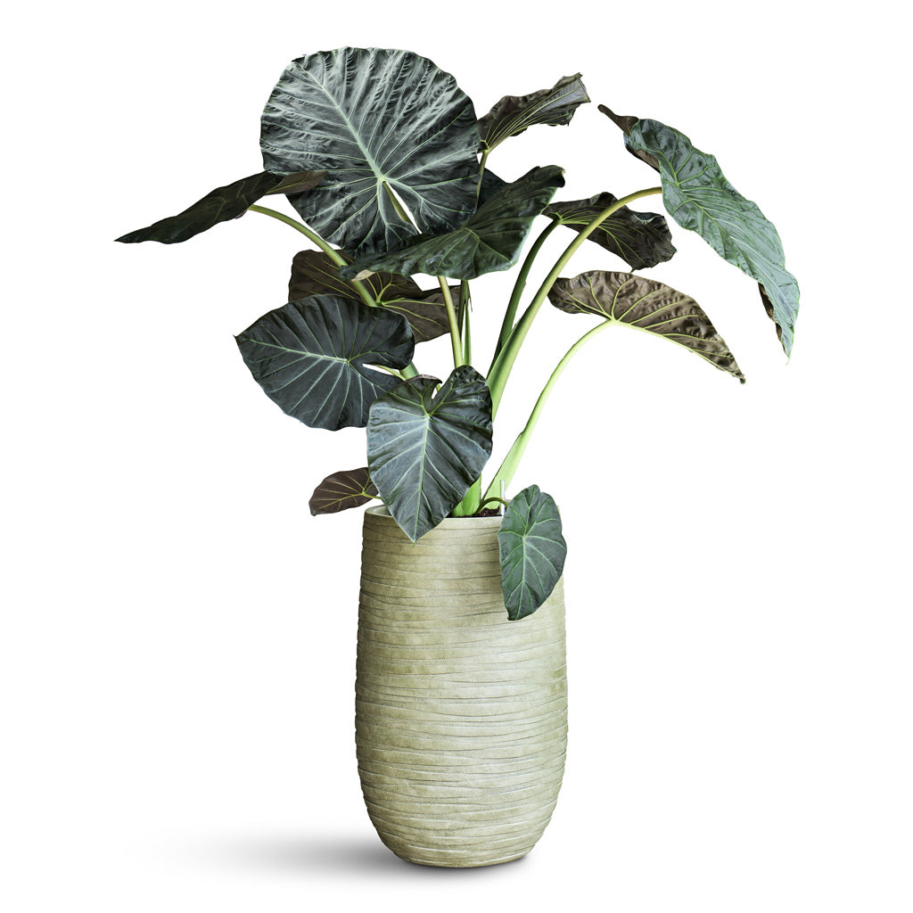 Tornado Partner Planter Green 37x61cm