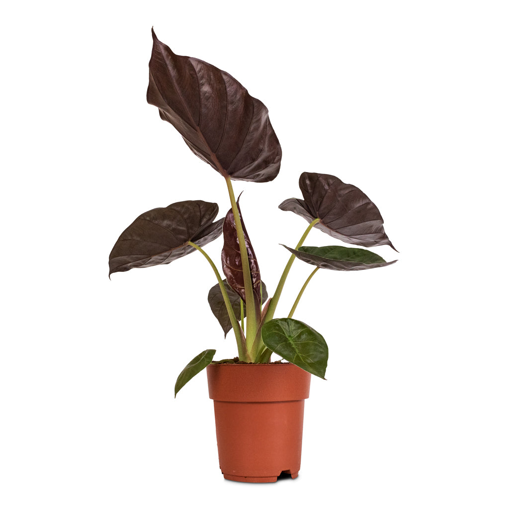 Alocasia Wentii - Hardy Elephant Ear - 19 x 65cm
