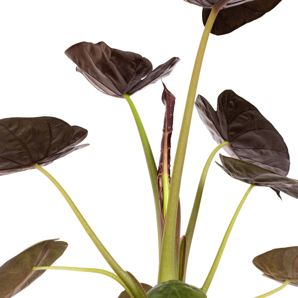 Alocasia Wentii - Hardy Elephant Ear Steams