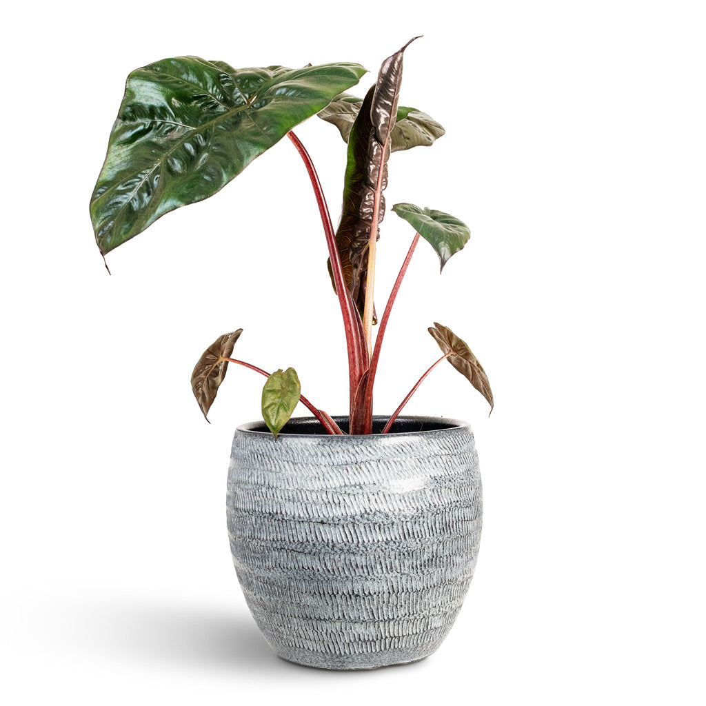 Alocasia Yucatan Princess 14x40cm House Plant In Manuel Pot Shiny Grey 20x17cm