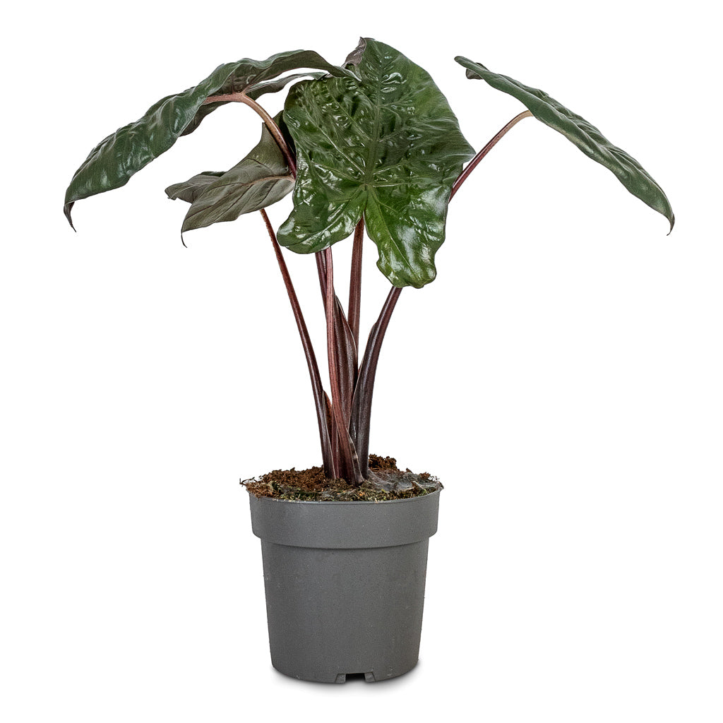 Alocasia Yucatan Princess - Elephant Ear - 14 x 45cm