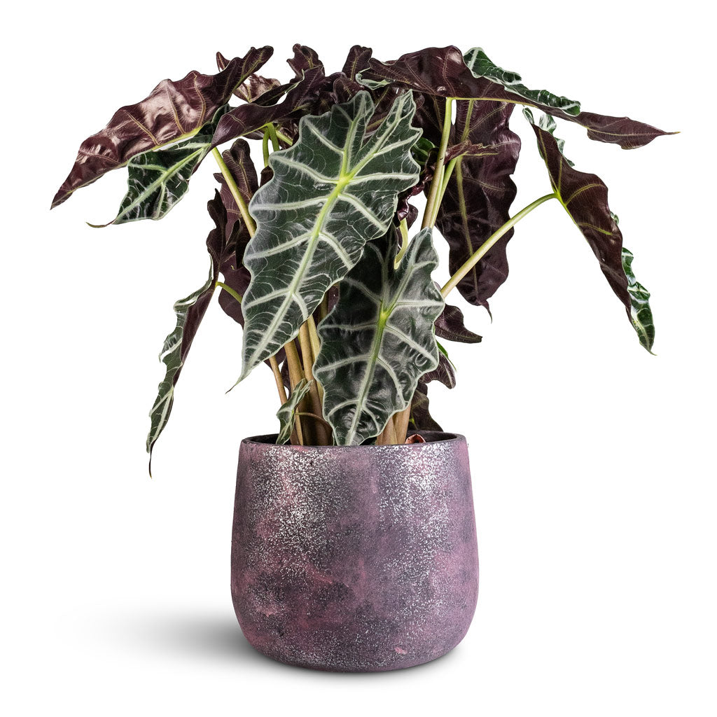 Alocasia amazonica Polly Jules Pot Shiny Purple
