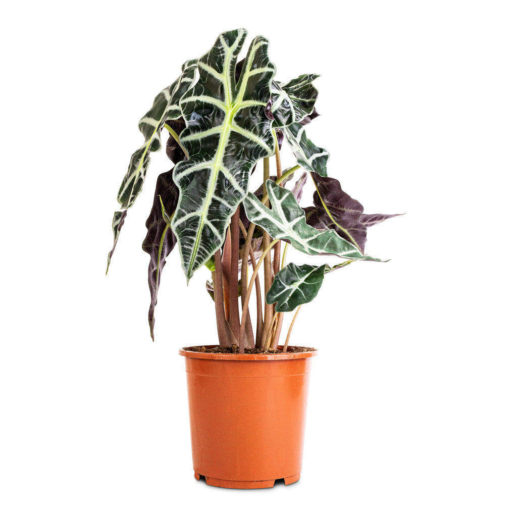 Alocasia amazonica Polly - Elephant Ear - 17 x 50cm