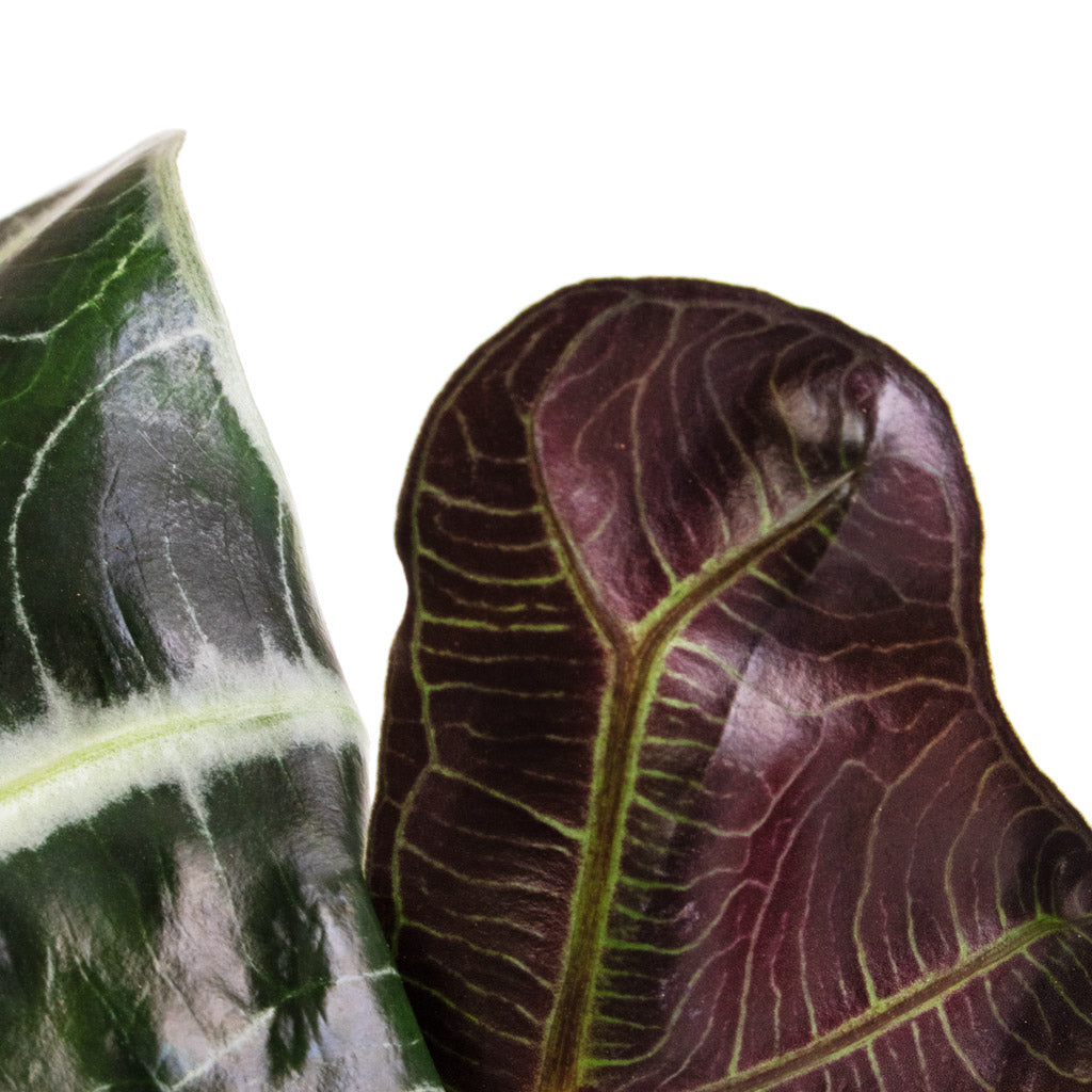Alocasia amazonica Polly - Elephant Ear Back Of Leaf