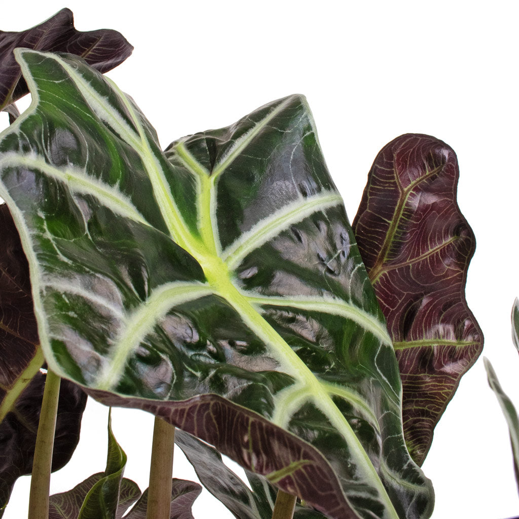 Alocasia amazonica Polly Jules Pot Shiny Purple